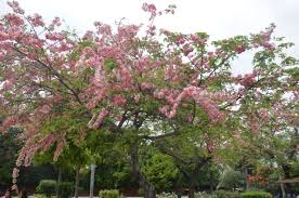 Image result for Cassia nodosa