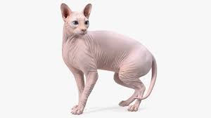 8,638 likes · 228 talking about this. Cremefarbene Sphynx Katze 3d Modell Turbosquid 1646663