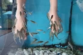 Ellen's Fish Spa (Spa Aquarium) in Cala Ratjada.