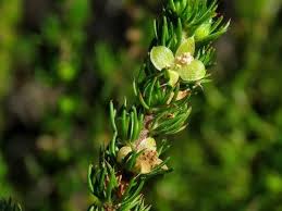 Image result for Cliffortia linearifolia