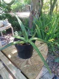 Image result for Aloe bukobana