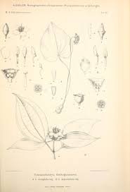 Image result for Cincinnobotrys