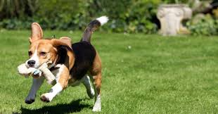 But it has.a few issues.►support me. Beagle Beschaftigen Sinnvolle Beagle Beschaftigung Beaglehund De