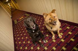 There are 33 pet friendly hotels in charleston, sc. 7 Pet Friendly Hotel Chains Fodors Travel Guide