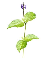 Image result for Stephania cyanantha