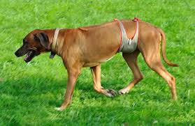 Maybe you would like to learn more about one of these? Piccobello Dog Diapers Dog Diapers For Male Rhodesian Ridgeback Washable Diapers For Incontinent Dogs
