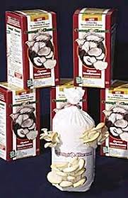 Technique alternative pour faire pousser de l'ail : Cultiver Des Champignons A La Maison La Presse