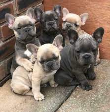 Here at hilltop acre frenchies we are a christian family who has raised top quality akc french bulldogs since 2009 and have always strived to raise the best quality french bulldogs possible for the betterment of the breed. French Bulldog Puppies For Sale Under 1000 Mini French Bulldog