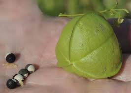 Image result for Cardiospermum halicacabum