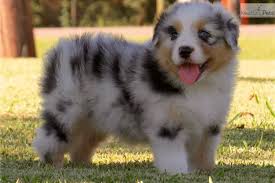 Australian Shepherd Puppies For Sale Near Me Online Shopping