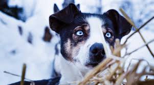 These puppies located in fort wayne come from many different zip codes, including, 46818. Straw Available To Keep Pets Warm As Cold Weather Rolls In The Waynedale News