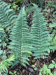 Image result for Dryopteris athamantica