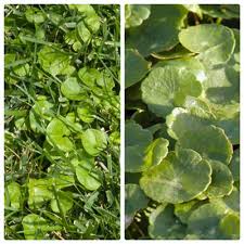 Maybe you would like to learn more about one of these? Question Of The Week Number 2 March 14 2019 Neil Sperry S Gardens