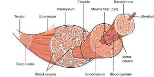 Muscle Tissue Of Human Body Skeletal Muscle Anatomy Muscle Anatomy Skeletal Muscle