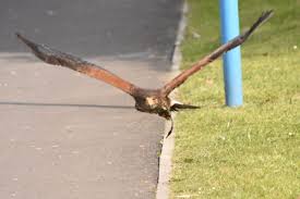 Birds of prey are commonly used for pigeon control and gull control in urban areas and the control of multiple species on landfill sites and on airport runways. Falconry Pest Control Services Poole Dorchester Dorset