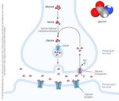 Image result for Glycine
