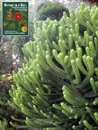 Image result for Araucariaceae