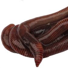 We did not find results for: Amazon Com Homegrownworms Com 150 Red Wigglers Composting Red Worms Live Delivery Guaranteed Same Day Shipping Vermicomposting Garden Red Wrigglers Eisenia Fetida Garden Outdoor