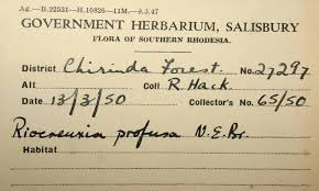 Image result for Riocreuxia