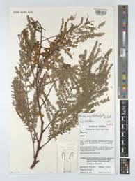 Image result for Acacia amythethophylla