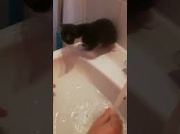 Yavru Kedi Banyosu Youtube