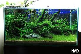 Hamsa Aquarium Design Aquascaping Akuarium Planted Aquarium