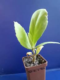 Image result for Cyphostemma congestum