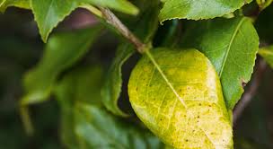 Chlorose : comment agir ? Solution écologique, naturelle ou de synthèse