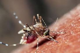 Komplikasi pada demam berdarah dengue bisa menyebabkan kerusakan sejumlah organ, seperti paru, hati, dan jantung. Makin Sulit Dikenali Begini Cara Mendeteksi Dan Mencegah Penyakit Demam Berdarah Dengue Dbd Semua Halaman Hype