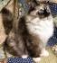 Tortie Ragdoll Cats | Seal Tortie Point Cat | Ragdoll ...