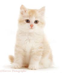 Now, are you ready to meet 22 different white cat breeds? Cream And White Fluffy Kitten Sitting Photo Wp15234