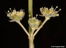 Image result for Deverra burchellii