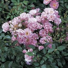 Check spelling or type a new query. The Fairy Polyantha Rose Finegardening