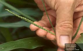 Image result for Urochloa umbellata