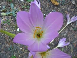 Image result for Colchicaceae