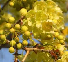 Image result for Ochna pulchra