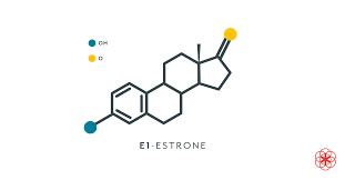 Estrogen Definition Symptoms And More