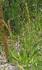 Image result for Plantago