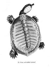 Black And White Tegu Lizard Sc William Bartram Turtle Art Turtle Drawing Art Prints
