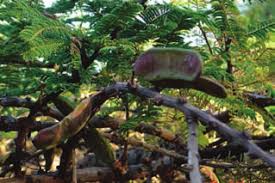 Image result for Acacia abyssinica