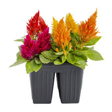 Maybe you would like to learn more about one of these? Expert Gardener Celosia 4pk Multi Color Live Plants Walmart Com Walmart Com