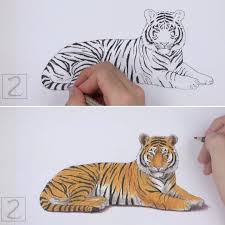 How To Draw A Tiger By How2drawanimals Howtodraw Animals Tiger Coloredpencils Tiger Art Tiger Drawing Tiger Drawing Tutorial