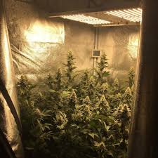 Check spelling or type a new query. 5 Best Led Grow Lights 2021 Yields Speed Bud Quality Grow Weed Easy
