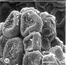 Image result for Hyparrhenia anamesa