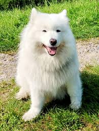 Wondrous Wednesday- Lilly and Otto ❤️🐾