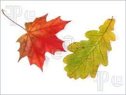 Autumn oak and maple red, orange, yellow leaves vertical frame. What Is The Difference Between An Oak Tree And A Maple Tree Quora