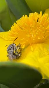 Image result for Lipotriche scandens