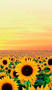 Fondos De Bloqueo Tumblr Fondos De Pantalla Girasoles Girasoles Fondos De Fondos De Pantalla Amarillos