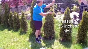 Regarding brighter blooms 3 gal. How To Grow Bigger Emerald Cedars With Miracle Gro Evergreen Fertilizer Spikes Youtube