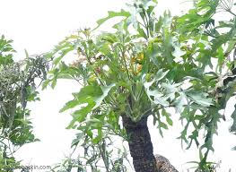 Image result for Cussonia natalensis